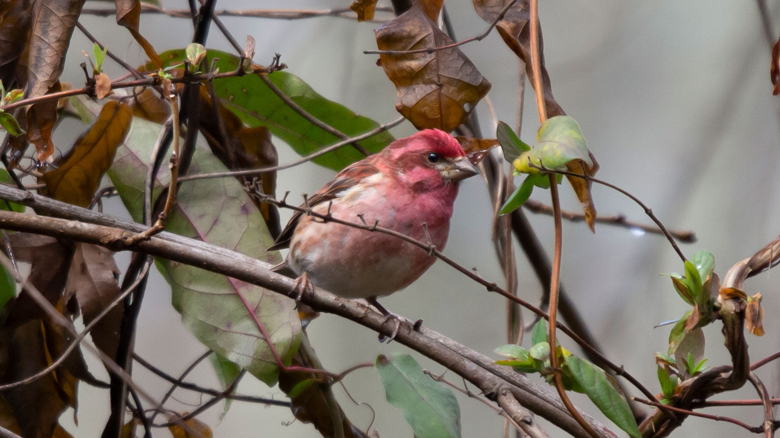 Male purple finch looking out from his perch on a bare bush branch