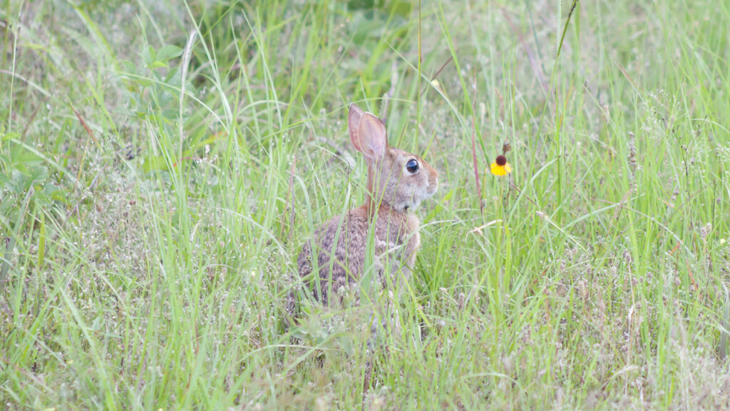 Eastern cottontail rabbit in tall grass