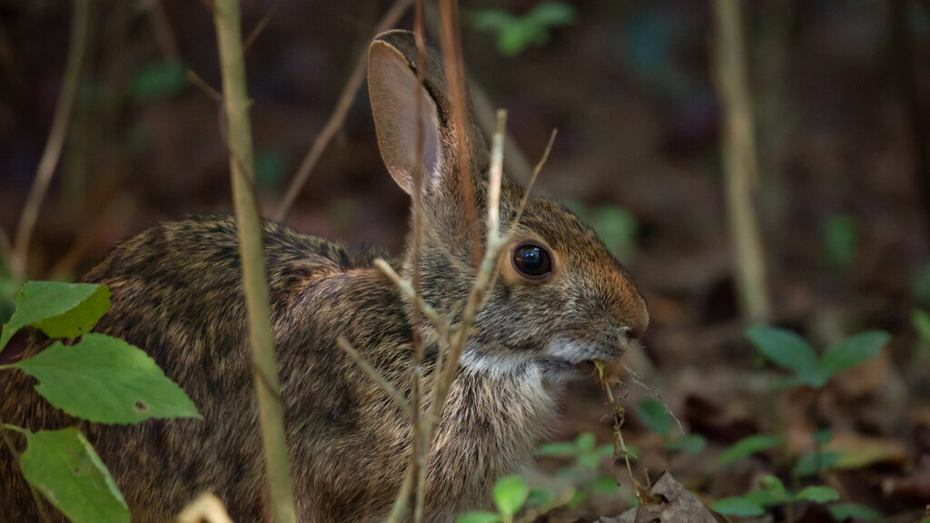 Swamp rabbit eating weeds in underbrush