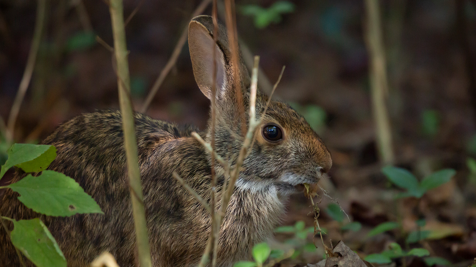 Swamp Rabbits North Louisiana Wildlife