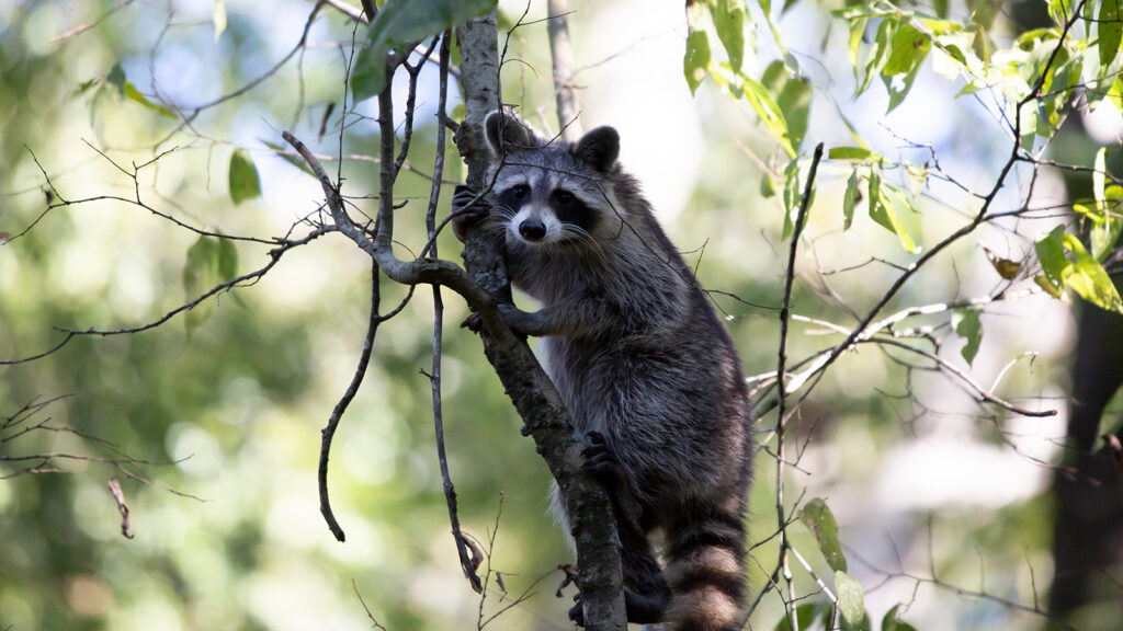 Raccoon looking out from a thin tree