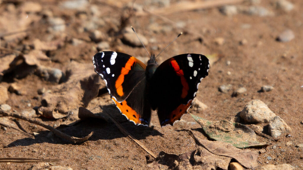 Red admiral butterfly on the mud