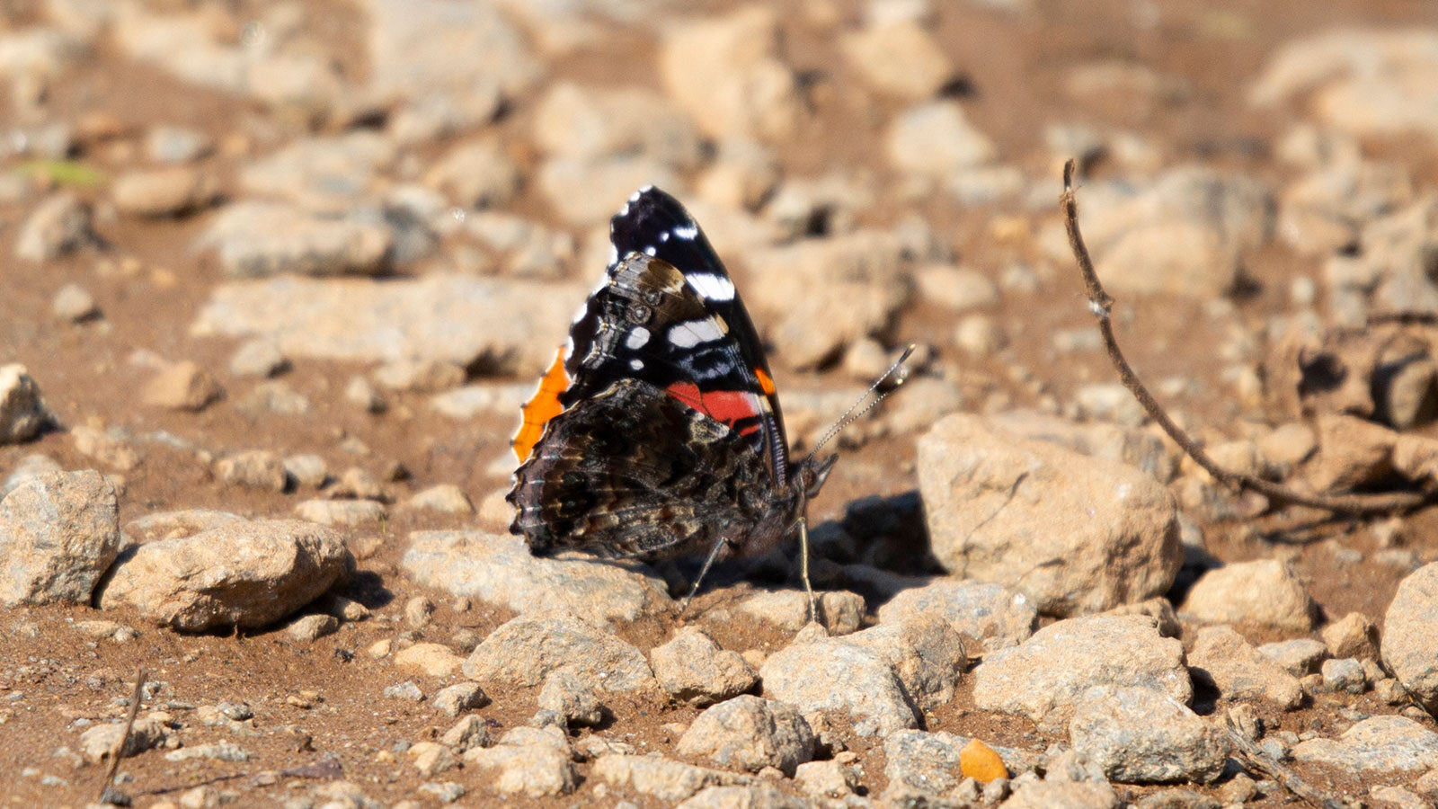 Red admiral butterfly on a dirt and gravel road
