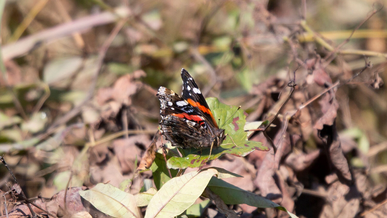 Red admiral on a green, leafy weed