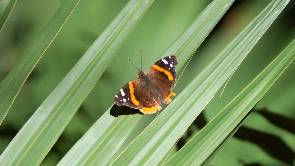 Red admiral butterfly on a palmetto frond