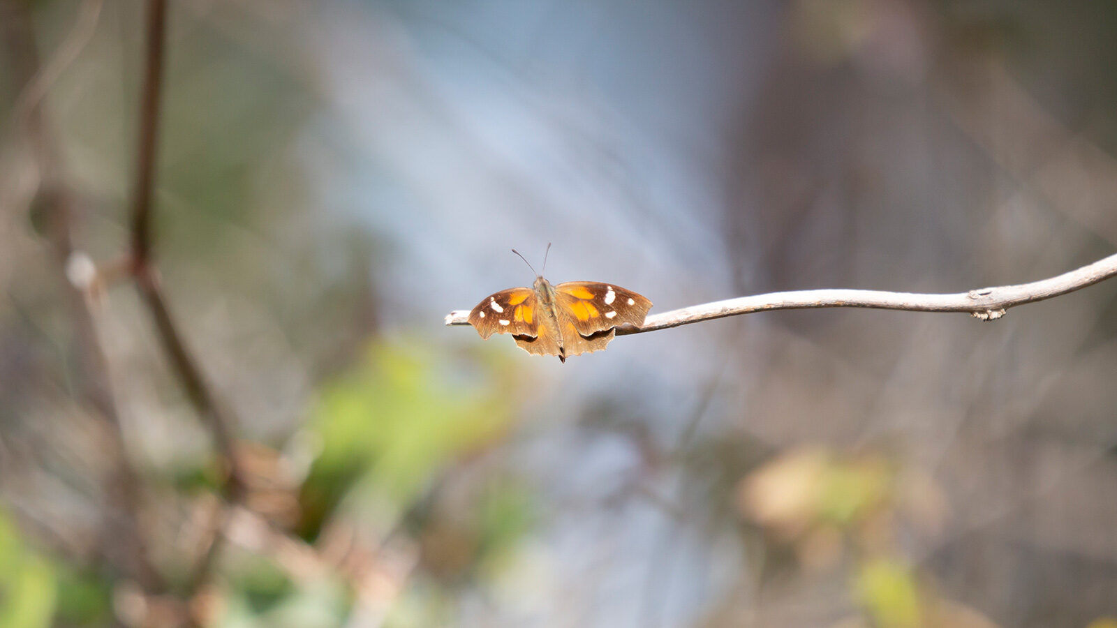 American snout butterfly on a bare bush branch