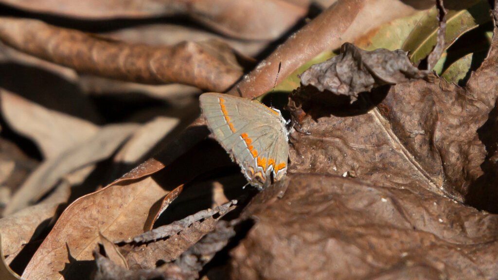 Red-banded hairstreak butterfly on dead leaves on the ground