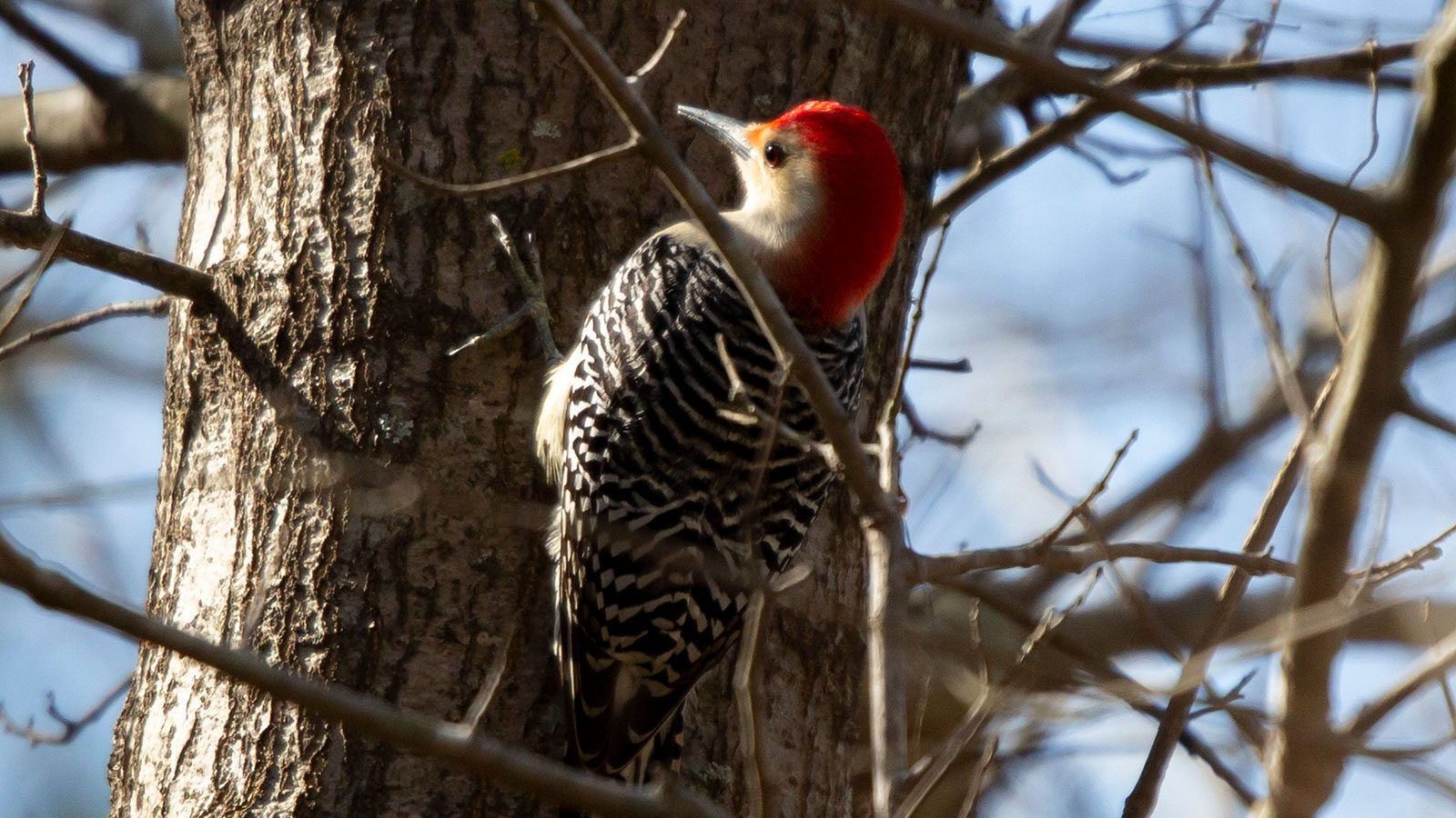 Male red-bellied woodpecker looking around warily as it clings to a tree trunk