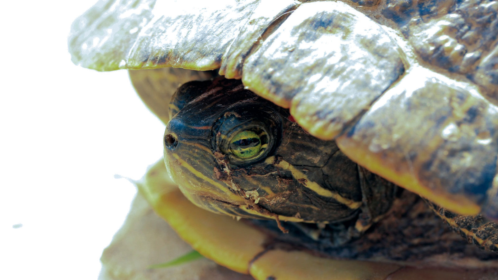Red-eared slider in its shell
