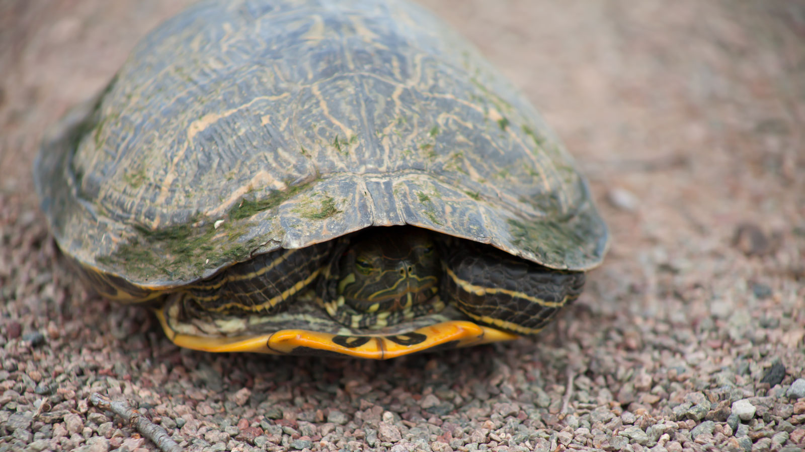 Red-Eared Sliders - North Louisiana Wildlife