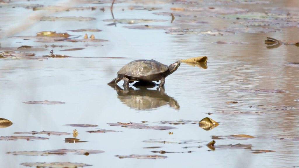 Red-eared slider crossing a shallow, marshy area