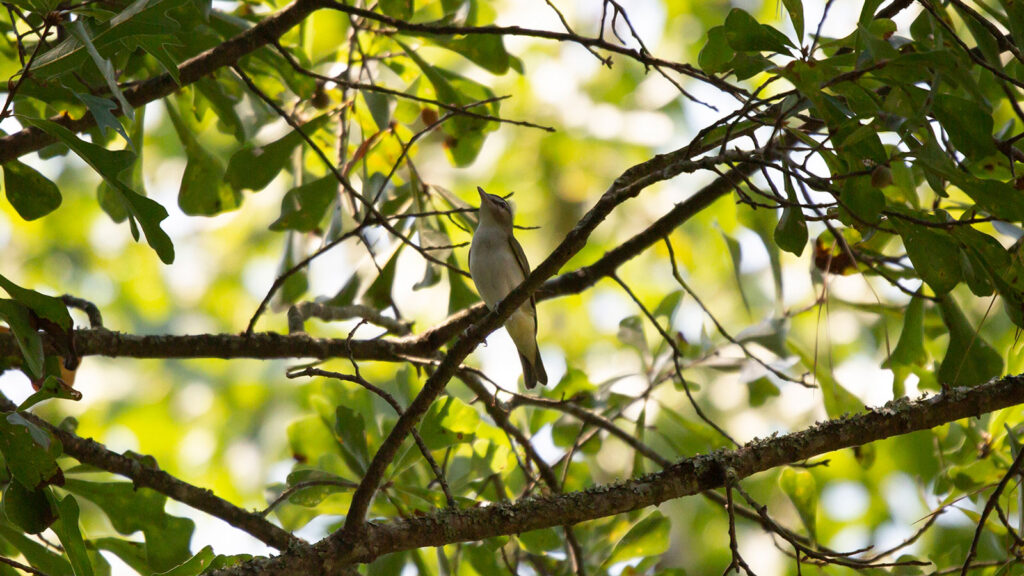 Red-eyed vireo looking up from its perch on a tree branch