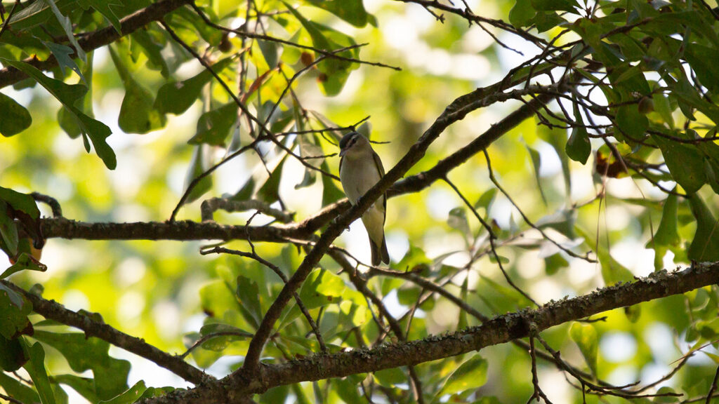 Red-eyed vireo looking down from its perch on a tree branch