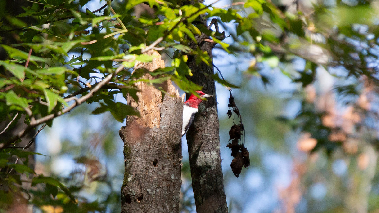 Mature red-headed woodpecker looking out from its perch on a broken, dead tree trunk