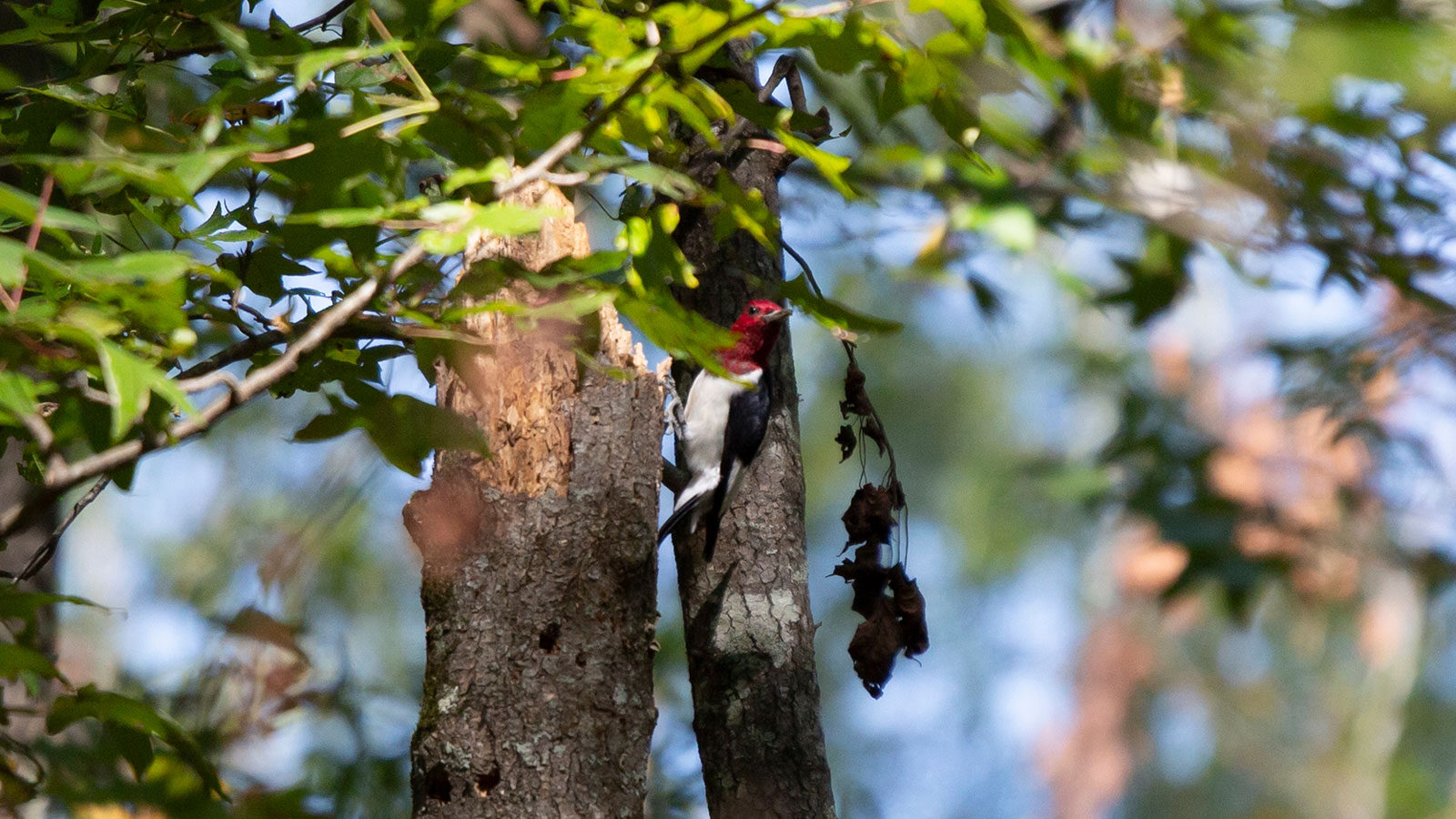 Mature red-headed woodpecker looking out from its perch on a dead tree trunk