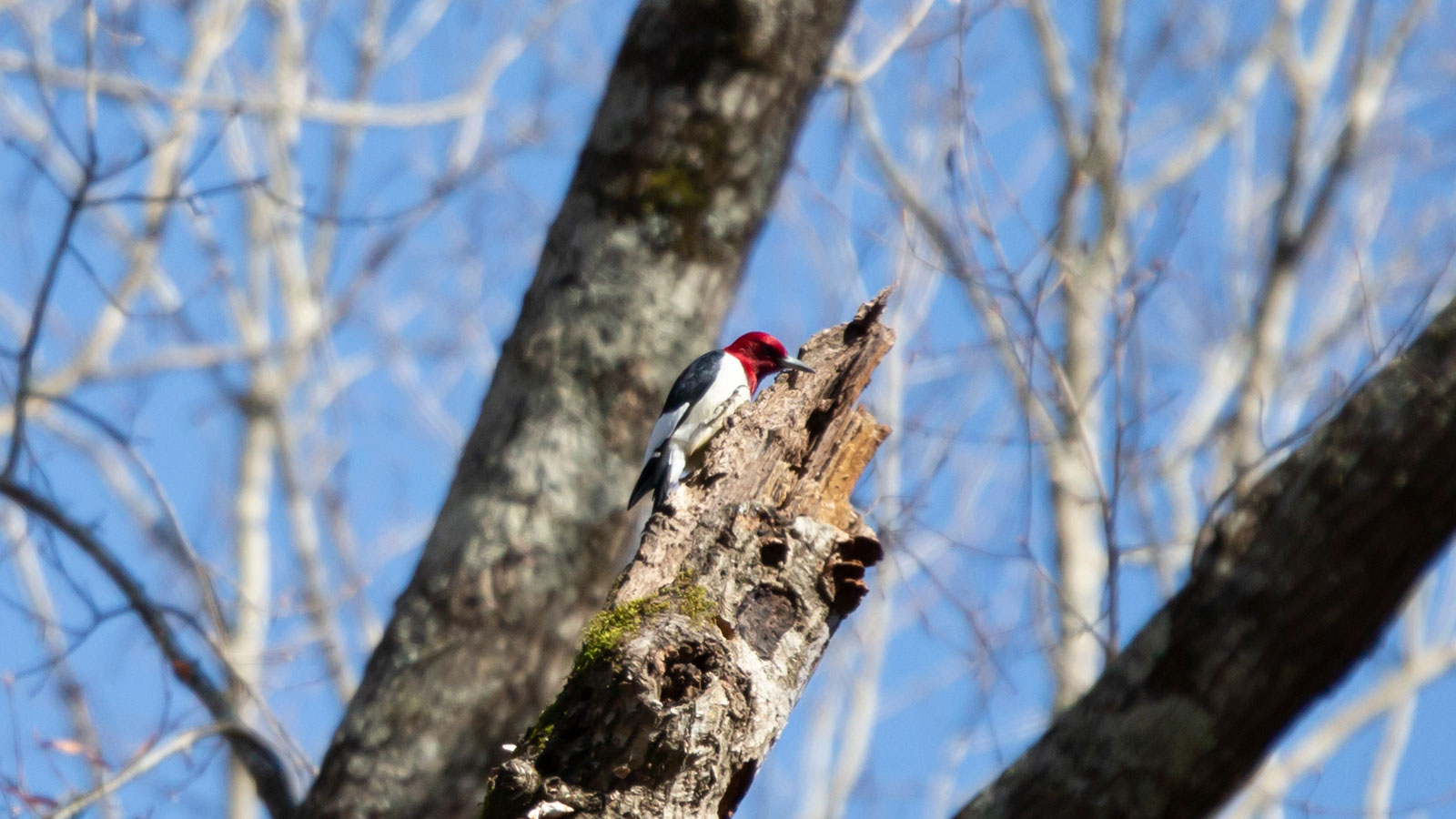Mature red-headed woodpecker foraging for insects on a large, broken, dying tree trunk