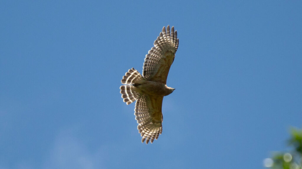 Red-shouldered hawk looking around as it soars through the sky