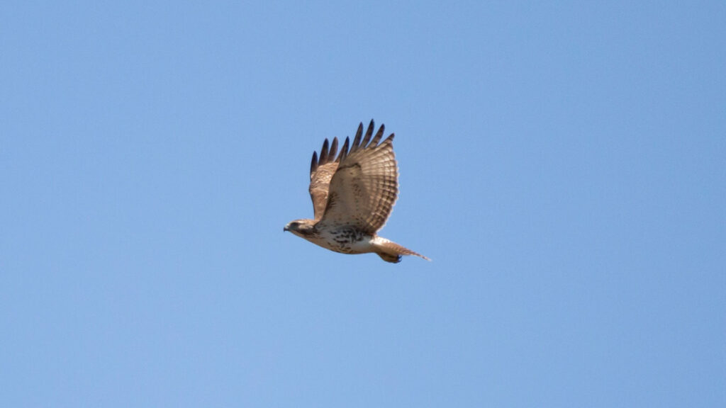Young red-tailed hawk soaring through the air