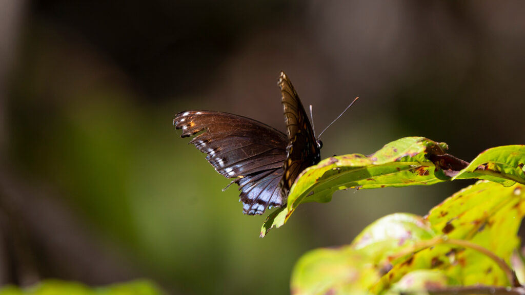 Red-spotted purple butterfly on a green and brown leaf