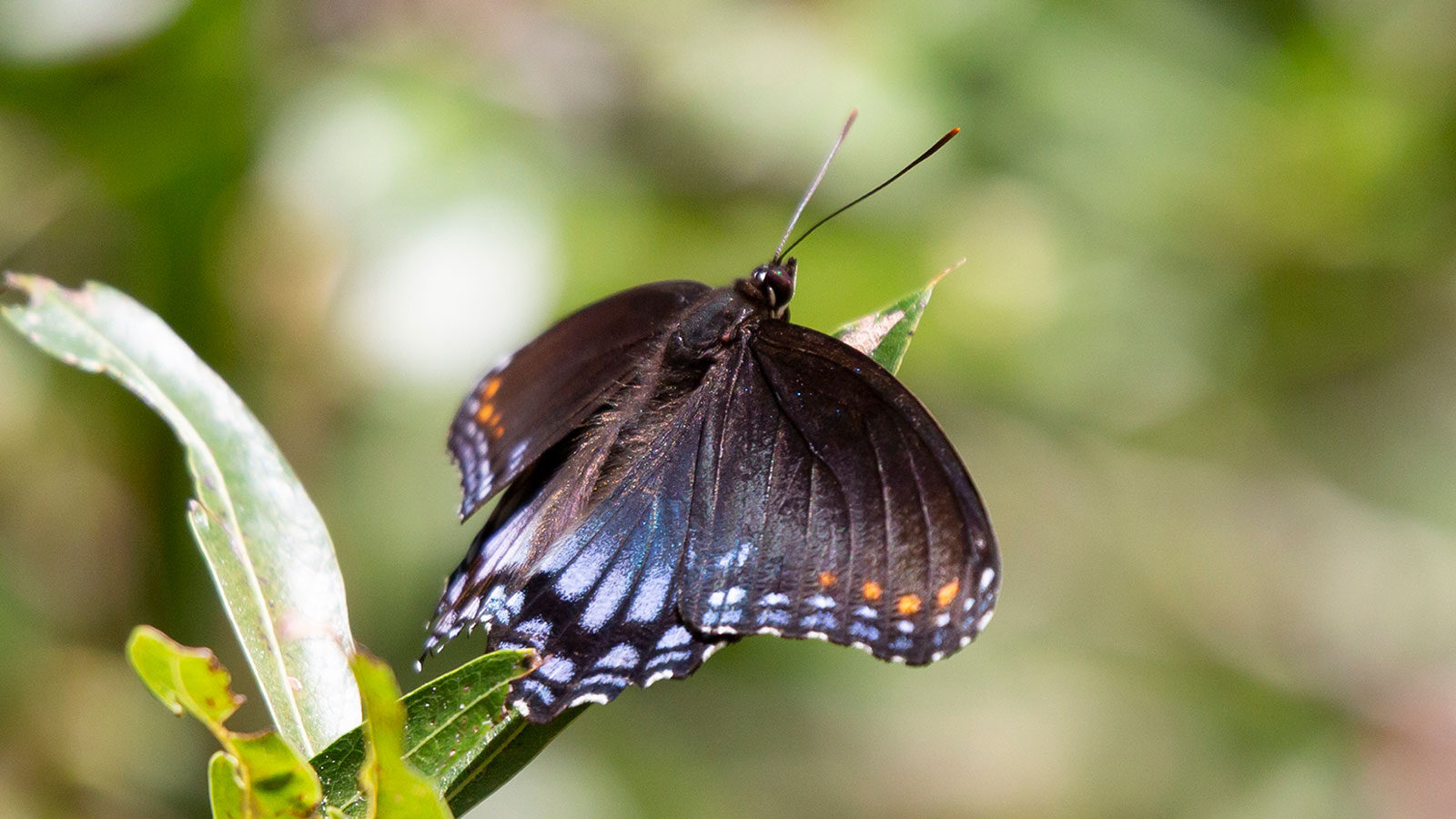 Red-spotted purple butterfly on a green leaf