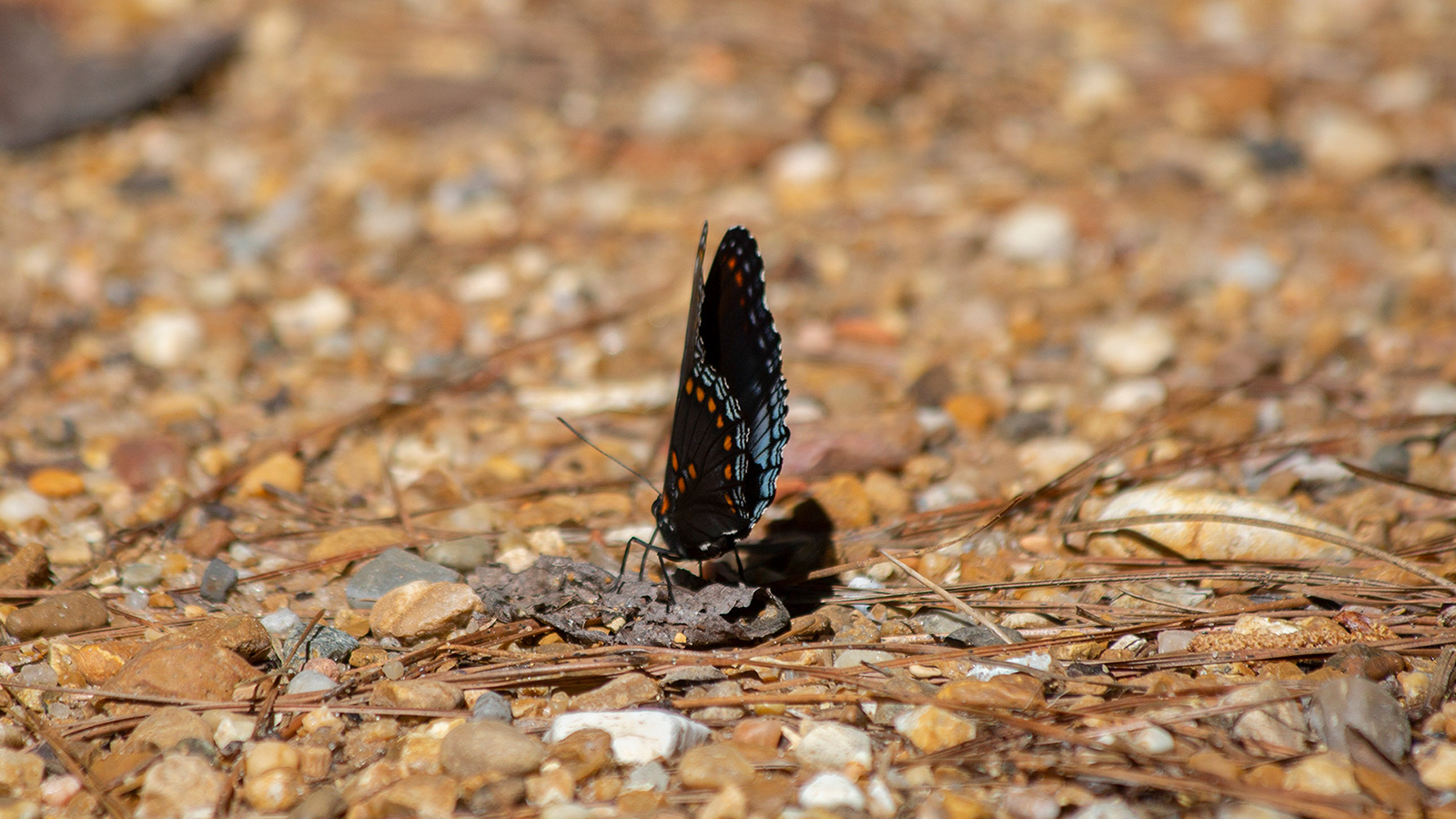 Red-spotted purple butterfly on a rocky dirt road