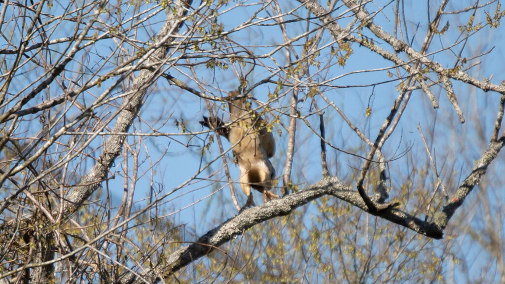 Red-tailed hawk taking off from a tree limb