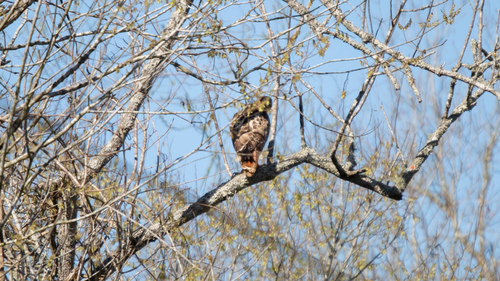 Red-tailed hawk looking over its shoulder from a tree branch