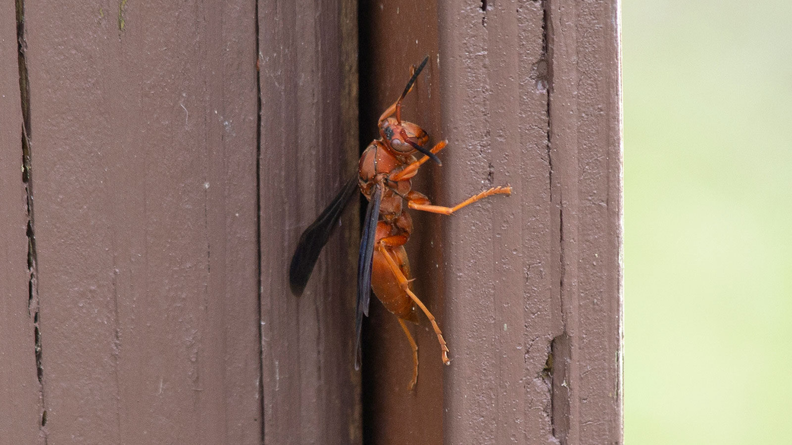 Fine-backed paper wasp on a painted, wooden sign