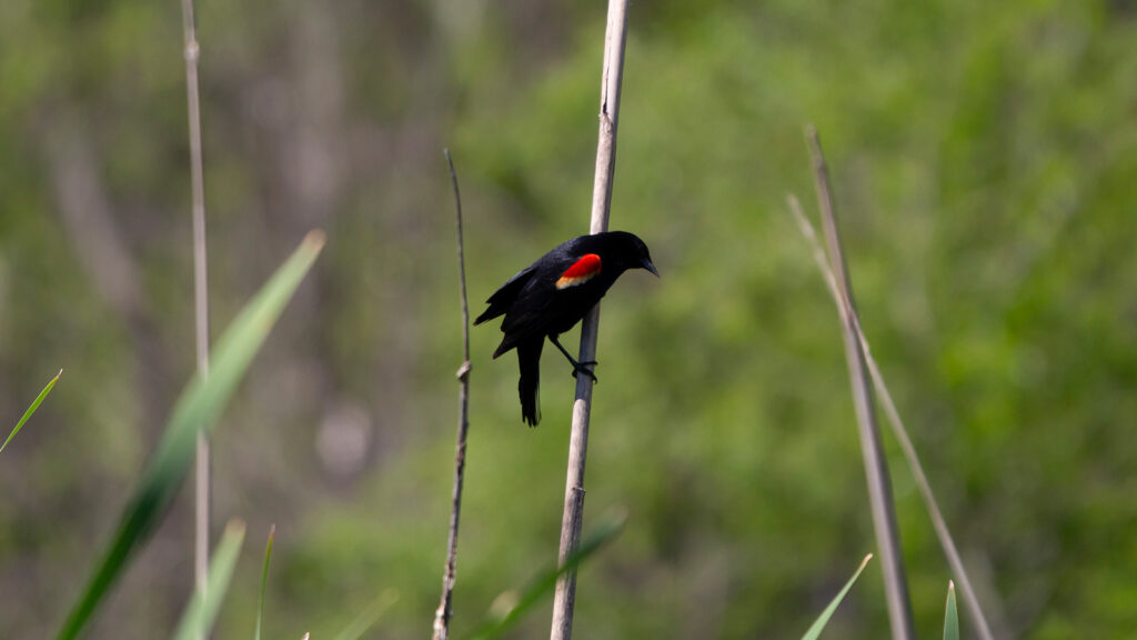 Male red-winged blackbird on a dried water reed