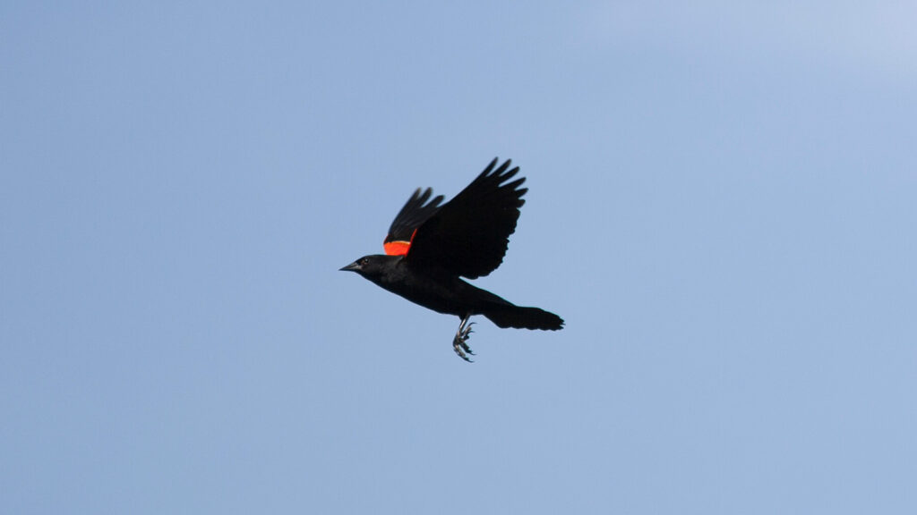 Male red-winged blackbird in flight through a blue sky