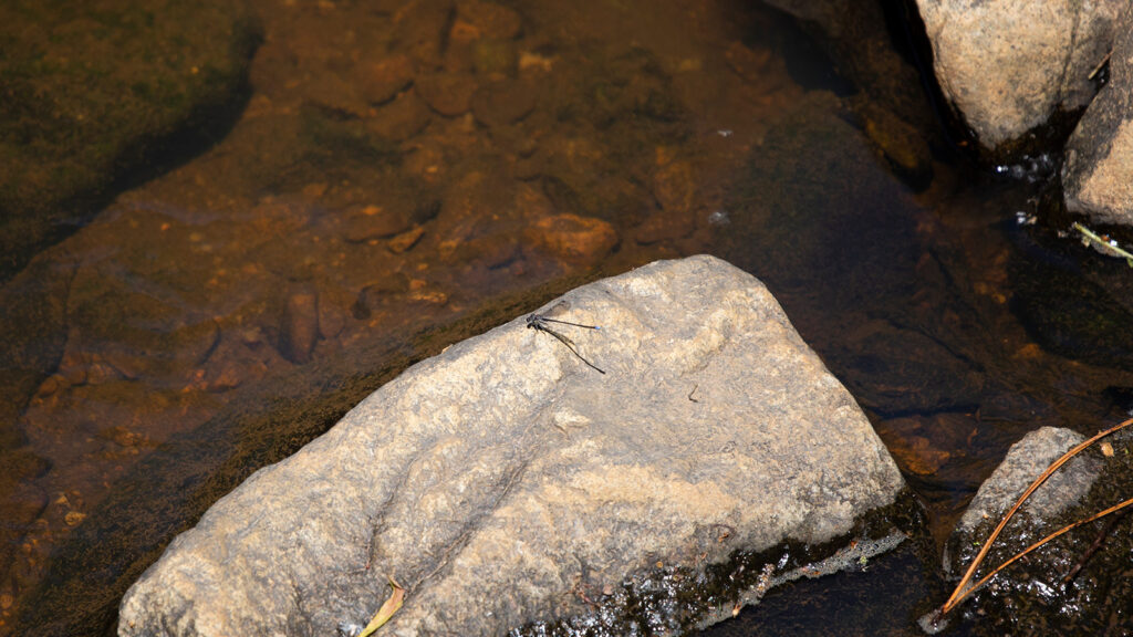 Blue-tipped dancer on a rock at a shallow creek