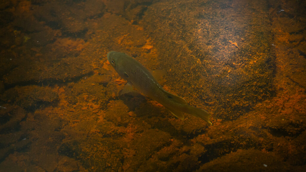 Young bluegill sunfish swimming in shallow water