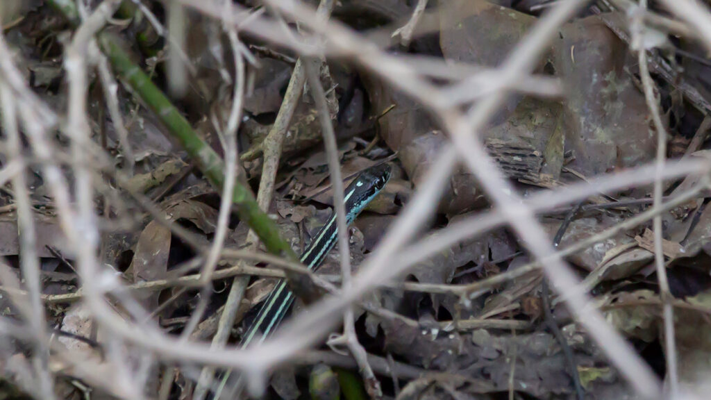 Ribbon snake slithering through underbrush