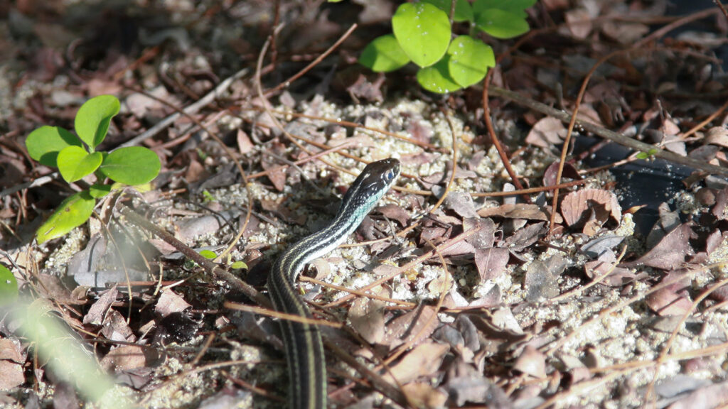 Ribbon snake slithering through dirt