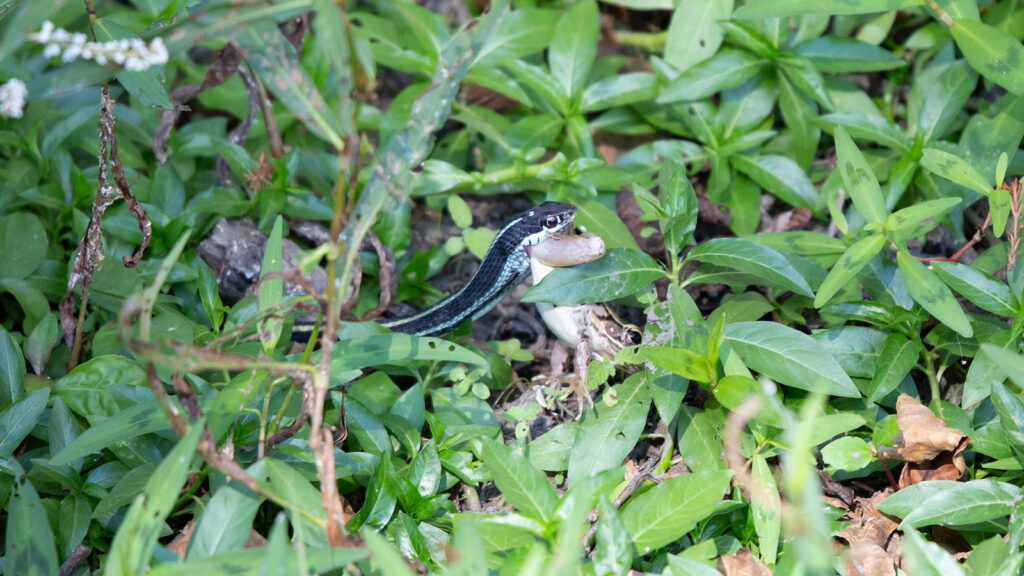 Ribbon snake dragging a leopard frog through mud and plants