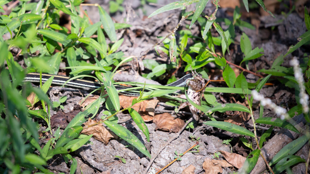 Ribbon snake dragging a leopard frog through mud and plants