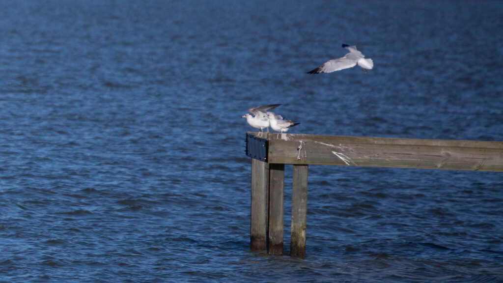 Ring-billed gull landing with other ring-billed gulls on a wooden perch