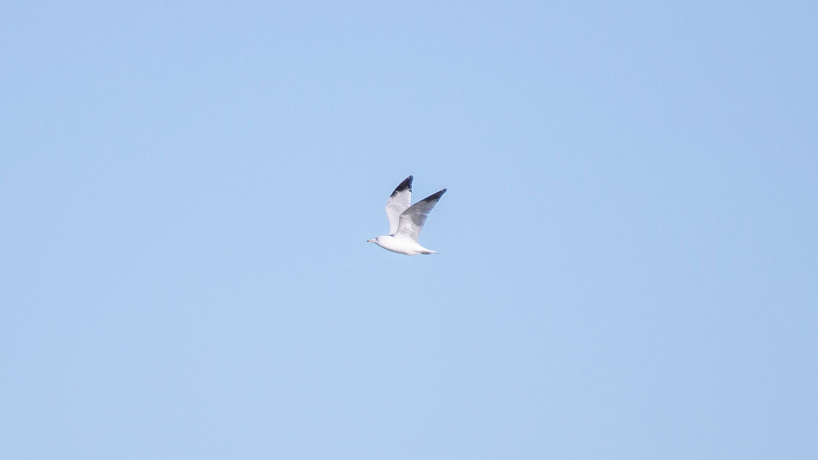 Ring-billed gull in flight through a blue sky
