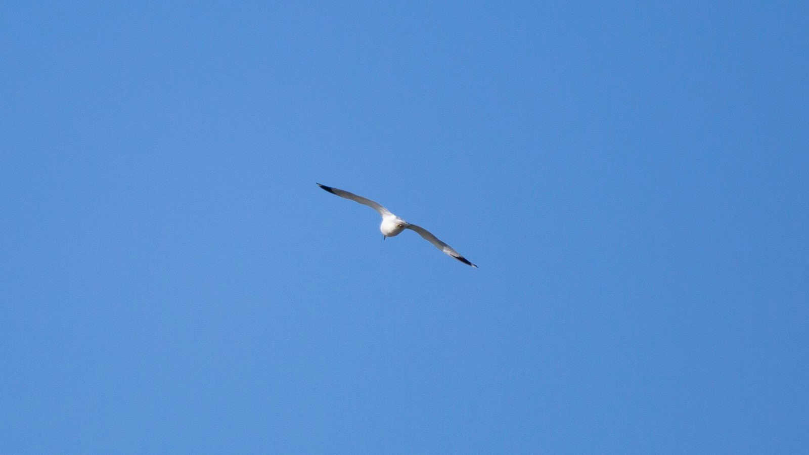 Ring-billed gull flying away through a blue sky