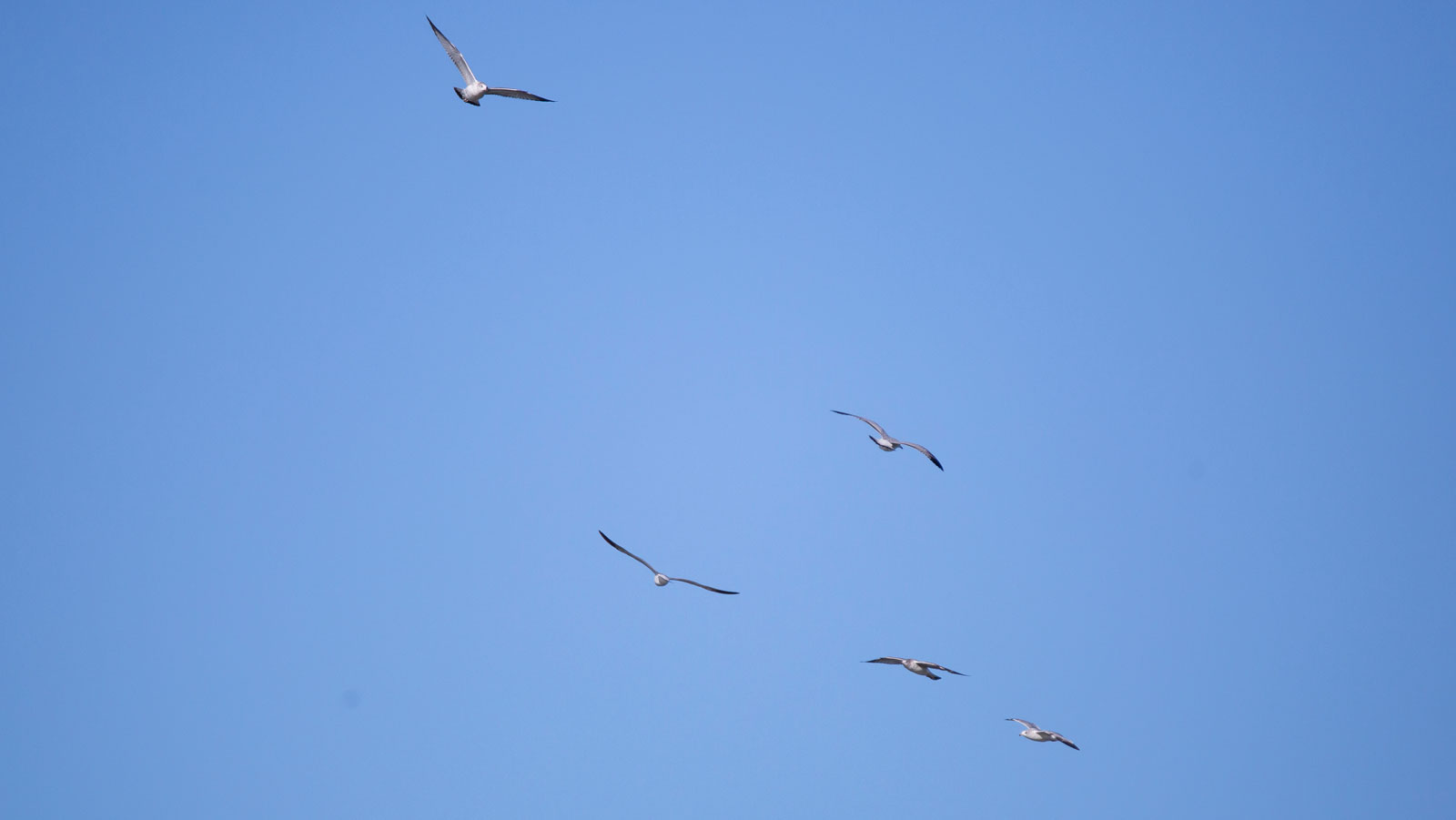 Ring-billed gulls circling the blue sky