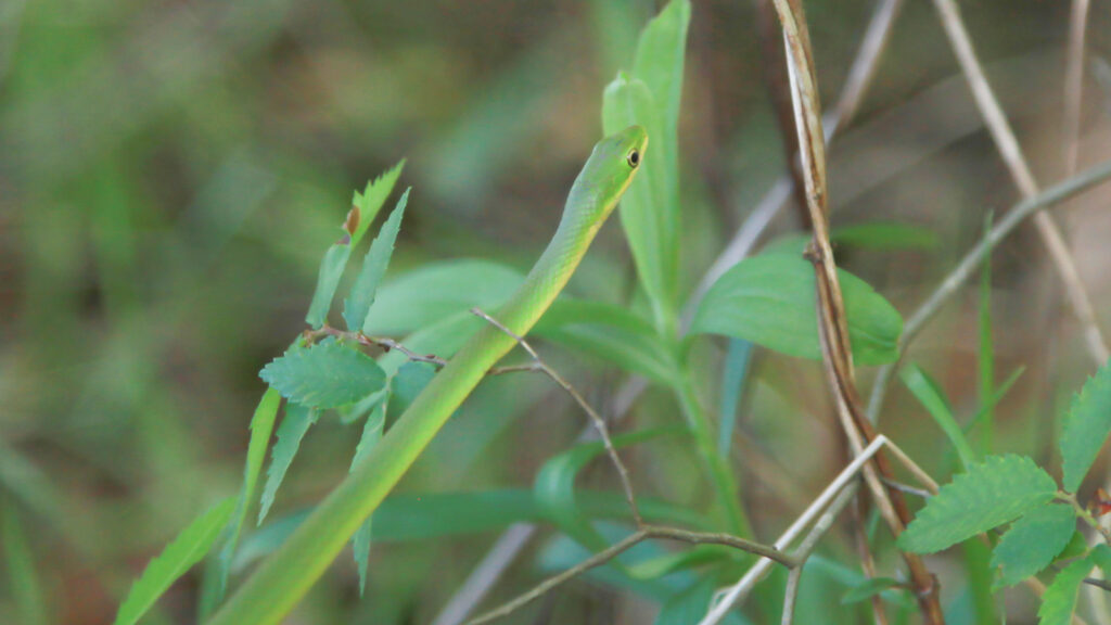 Rough green snake slithering through bushes