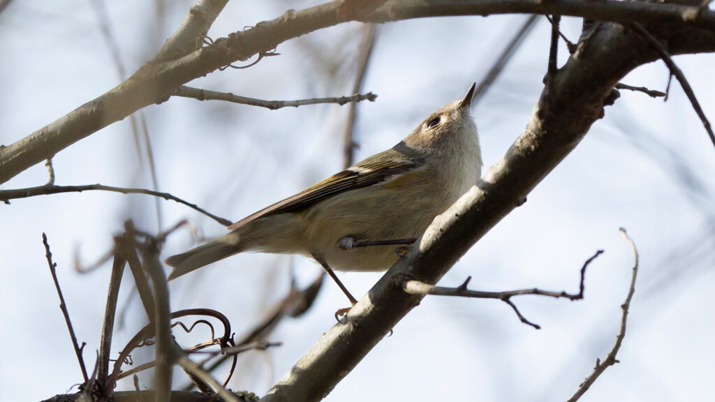 Ruby-crowned kinglet looking around from its perch on a tree branch