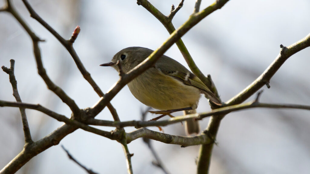 Ruby-crowned kinglet looking around curiously from its perch on a branch