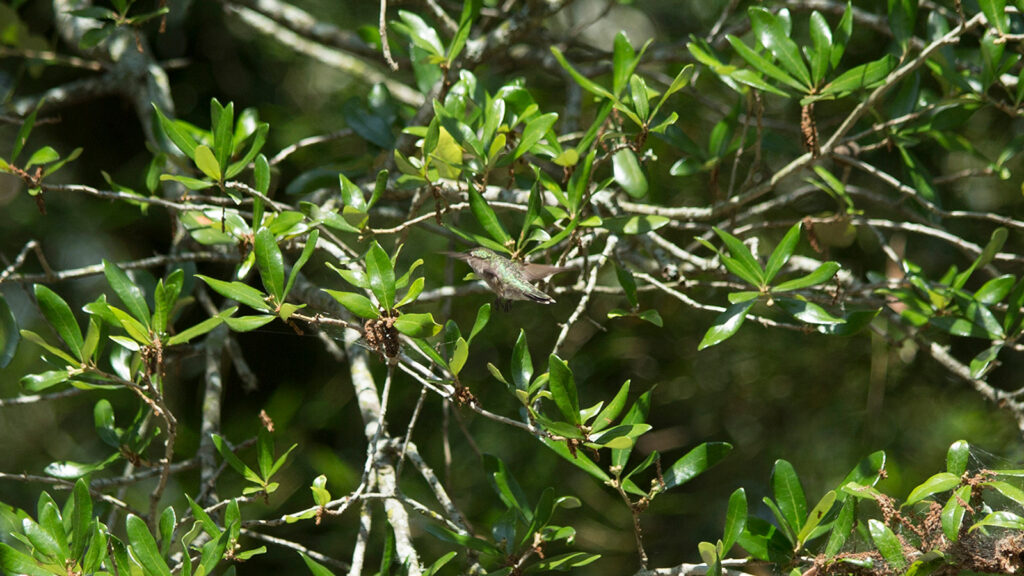 Ruby-throated hummingbird flying near green leaves