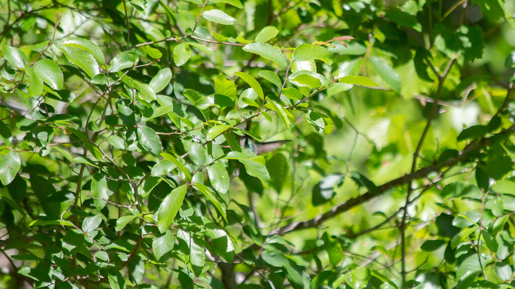 Hidden ruby-throated hummingbird in green bushes