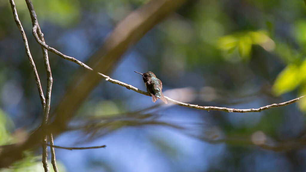 Ruby-throated hummingbird on a thin branch