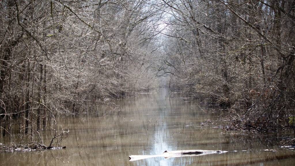 Waterway cutting through a forest
