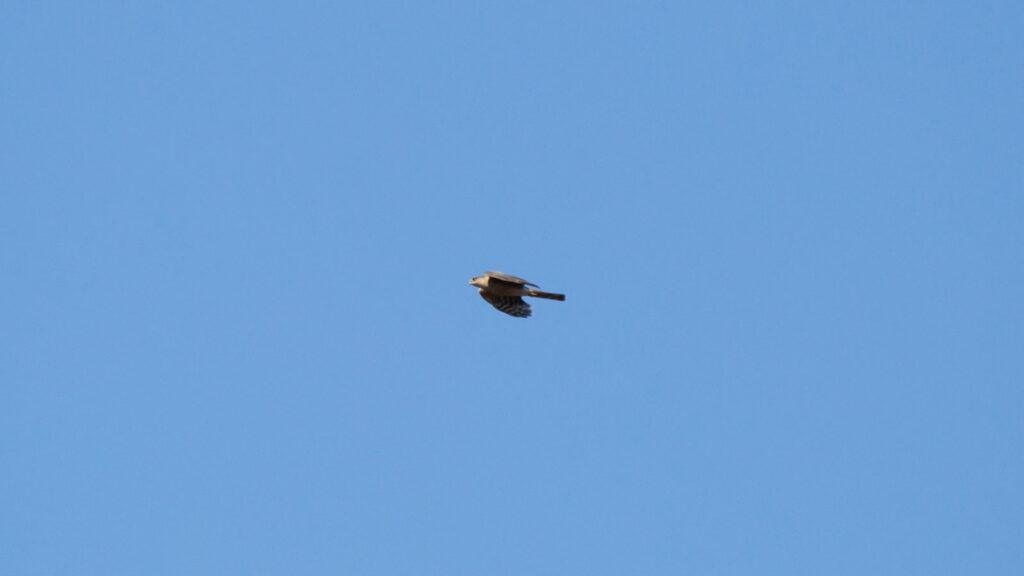 Sharp-shinned hawk in flight through a blue sky