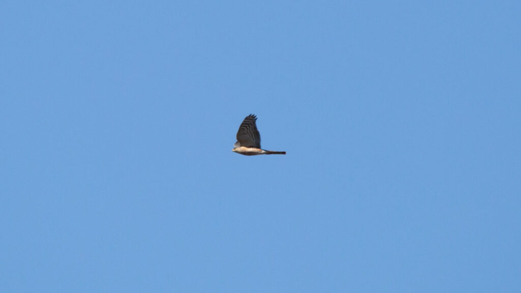 Sharp-shinned hawk in flight through a blue sky