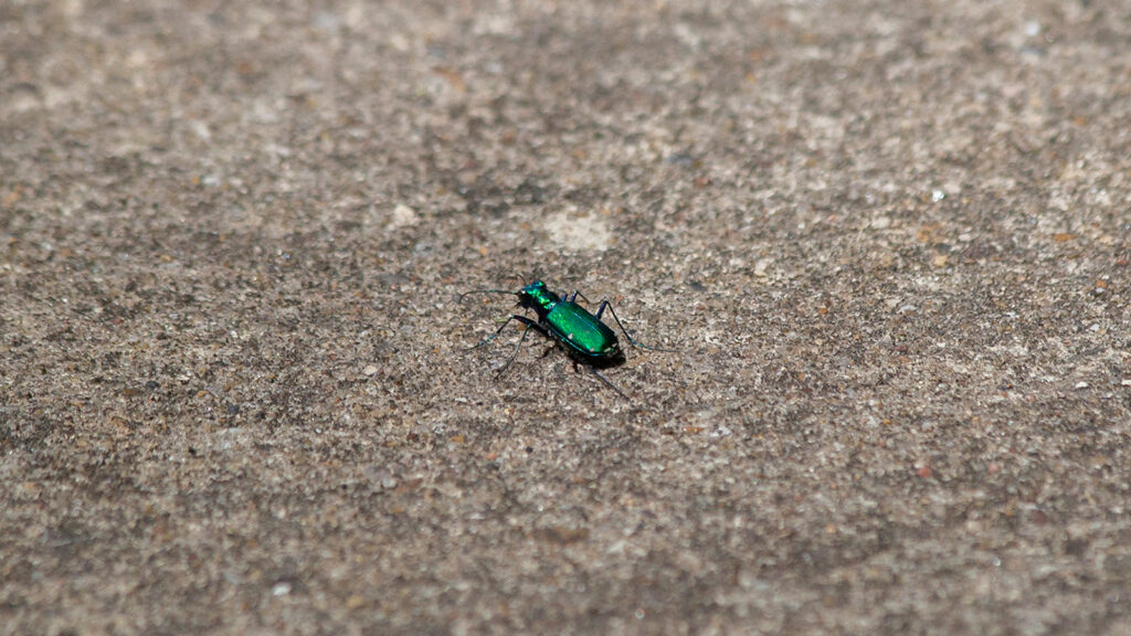 Six-spotted tiger beetle on cement